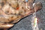 hippoglossus hippoglossus hippoglossus hippoglossus