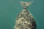 hippoglossus hippoglossus hippoglossus hippoglossus