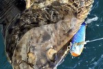 hippoglossus hippoglossus hippoglossus hippoglossus