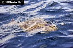 hippoglossus hippoglossus hippoglossus hippoglossus