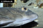 hippoglossus hippoglossus hippoglossus hippoglossus