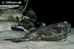 hippoglossus hippoglossus hippoglossus hippoglossus