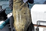 hippoglossus hippoglossus hippoglossus hippoglossus