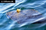 hippoglossus hippoglossus hippoglossus hippoglossus