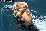 hippoglossus hippoglossus hippoglossus hippoglossus