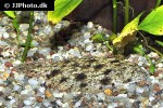 hypoclinemus mentalis hypoclinemus mentalis