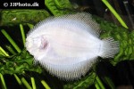 hypoclinemus mentalis hypoclinemus mentalis