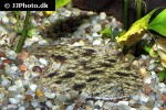 hypoclinemus mentalis hypoclinemus mentalis