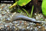 hypoclinemus mentalis hypoclinemus mentalis