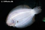 hypoclinemus mentalis hypoclinemus mentalis