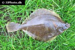 limanda limanda limanda limanda