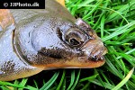 limanda limanda limanda limanda