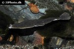 limanda limanda limanda limanda