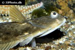 limanda limanda limanda limanda