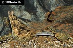 microstomus kitt