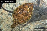 microstomus kitt microstomus kitt