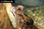 microstomus kitt microstomus kitt