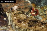 microstomus kitt