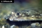 microstomus kitt