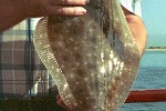 paralichthys lethostigma paralichthys lethostigma