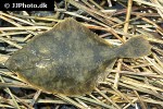platichthys flesus platichthys flesus