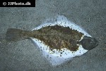 platichthys flesus platichthys flesus