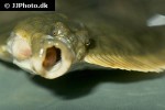 platichthys flesus platichthys flesus