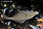 platichthys flesus platichthys flesus