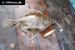 platichthys flesus platichthys flesus
