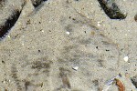 platichthys flesus platichthys flesus