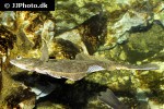 platichthys flesus platichthys flesus