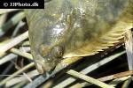 platichthys flesus platichthys flesus