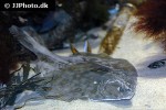 pleuronectes platessa pleuronectes platessa