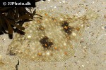 pleuronectes platessa pleuronectes platessa