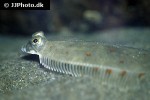 pleuronectes platessa pleuronectes platessa