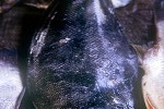 psettodes belcheri psettodes belcheri