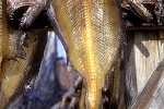 reinhardtius hippoglossoides reinhardtius hippoglossoides