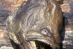 reinhardtius hippoglossoides reinhardtius hippoglossoides