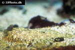 samariscus triocellatus samariscus triocellatus