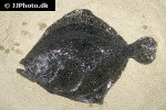 scophthalmus maximus scophthalmus maximus