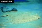 scophthalmus maximus scophthalmus maximus