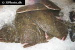 scophthalmus maximus scophthalmus maximus
