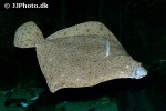 scophthalmus maximus scophthalmus maximus
