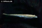 scophthalmus maximus scophthalmus maximus