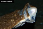 scophthalmus maximus scophthalmus maximus