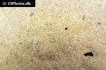 scophthalmus rhombus scophthalmus rhombus