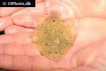 scophthalmus rhombus scophthalmus rhombus