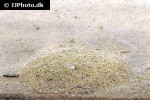 scophthalmus rhombus scophthalmus rhombus