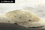 scophthalmus rhombus scophthalmus rhombus
