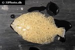 scophthalmus rhombus scophthalmus rhombus